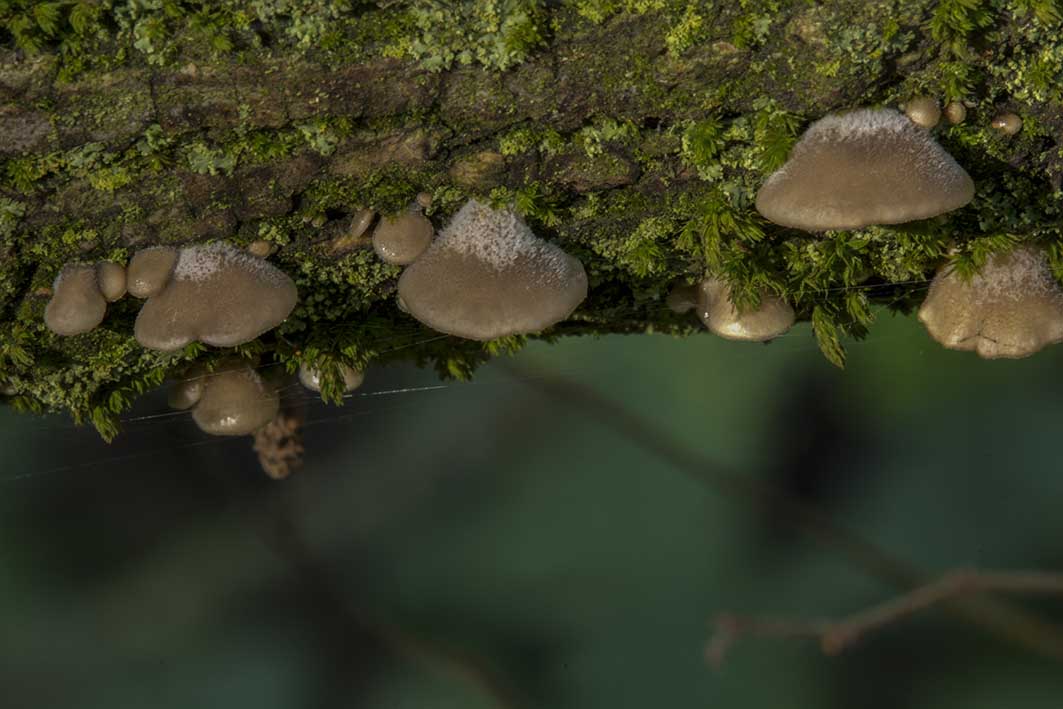 Hohenbuehelia petaloides ??